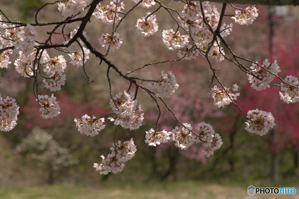 SAKURA