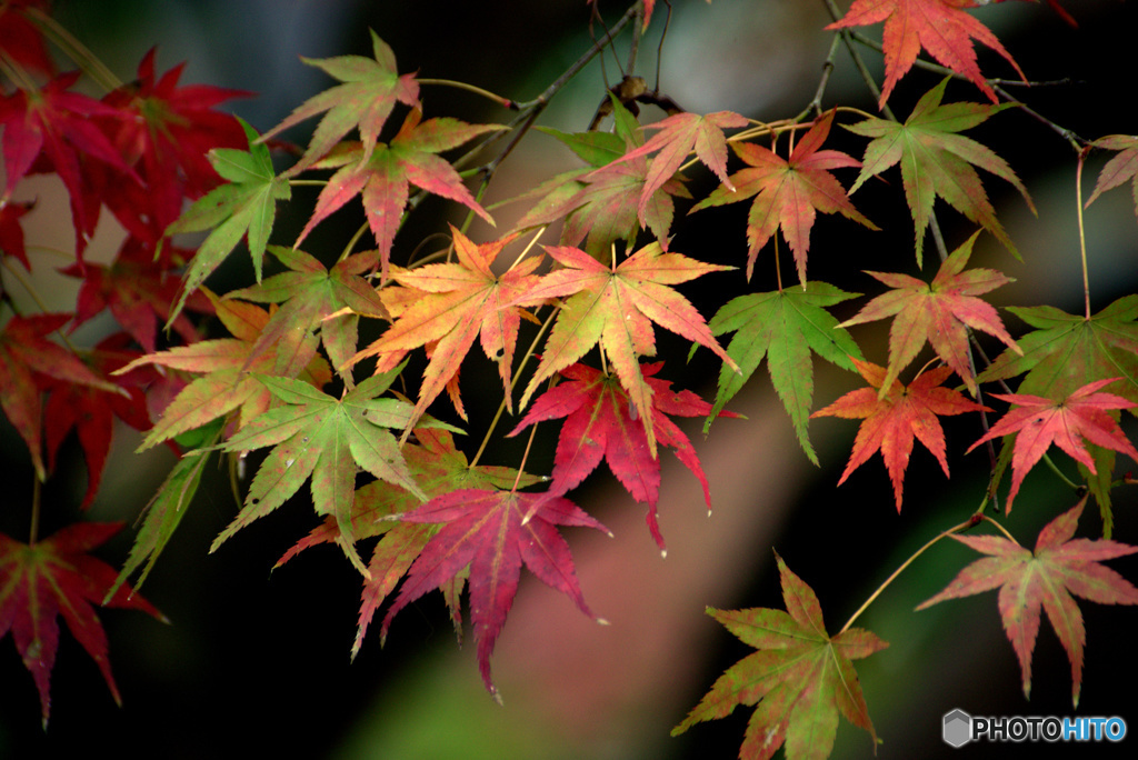 紅葉二日目