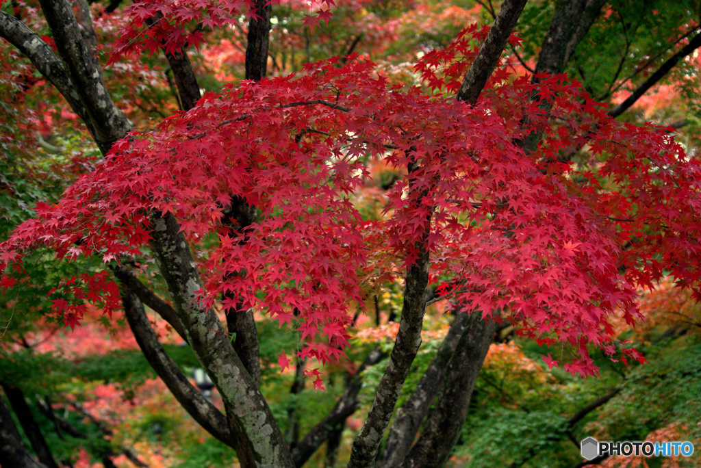 紅葉二日目