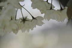 IMGP8016