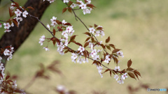 SAKURA