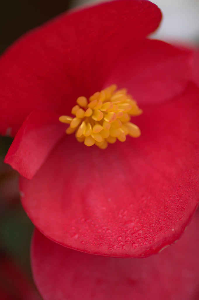 秋の花