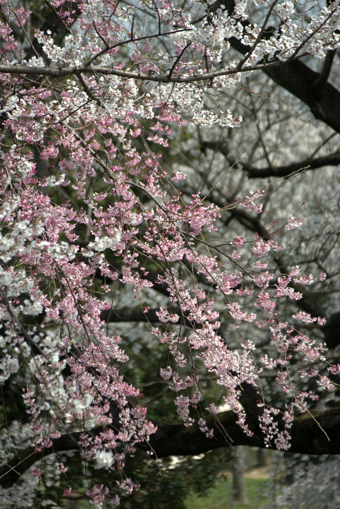 春爛漫４