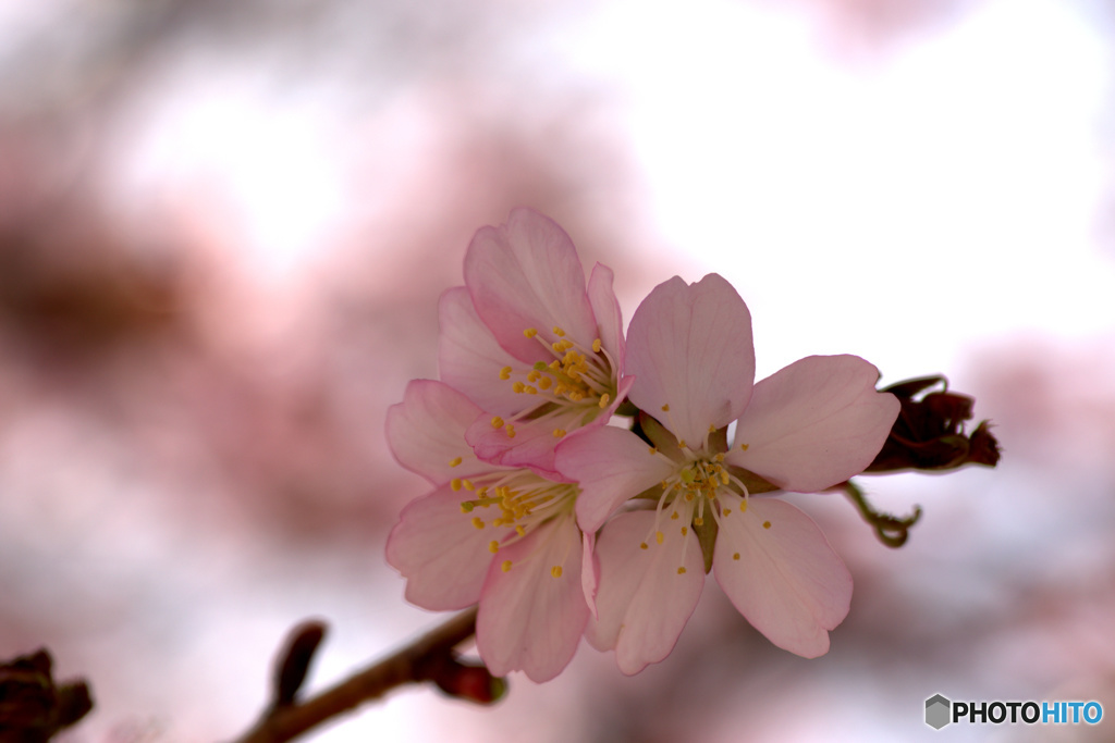 SAKURA