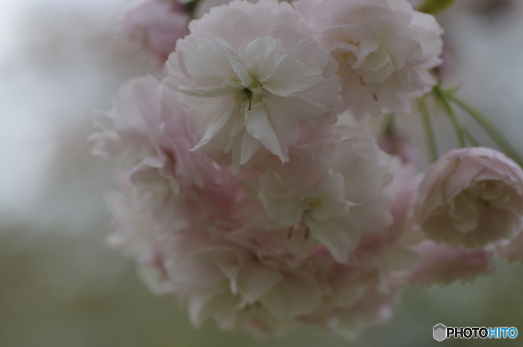 八重桜