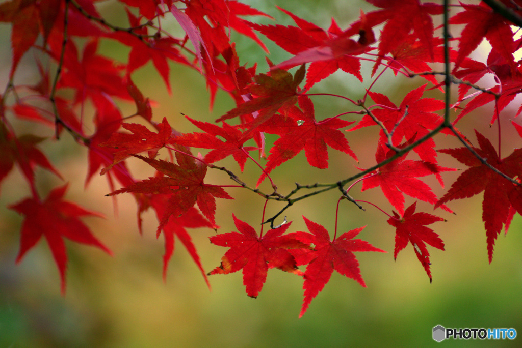 紅葉二日目