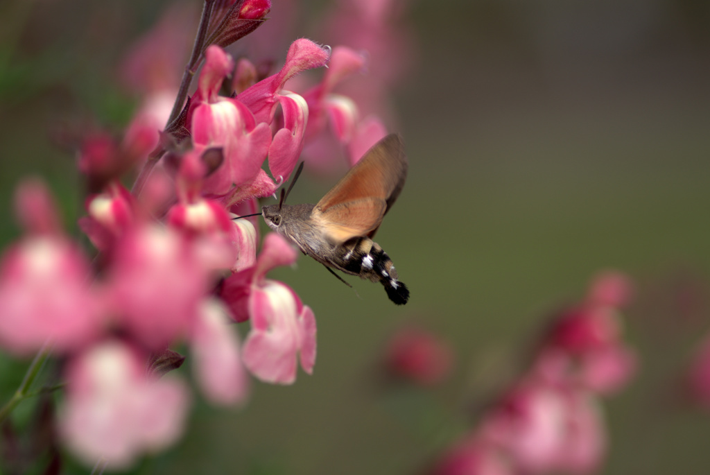 秋の花