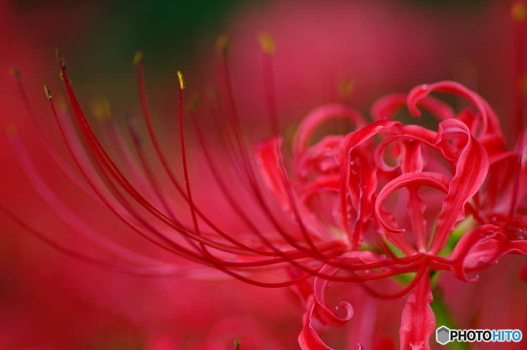 曼珠沙華