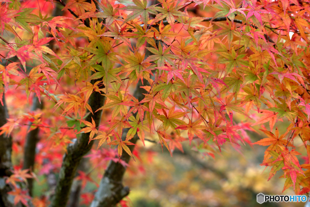 紅葉