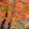 紅葉