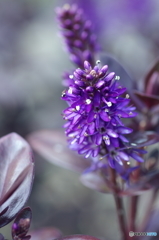 IMGP0393