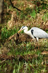 DSC_6796 (2)