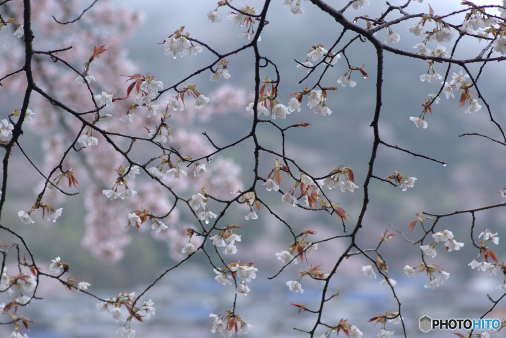 山桜