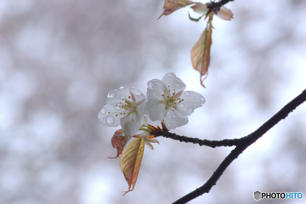 山桜