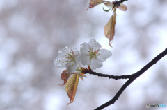 山桜