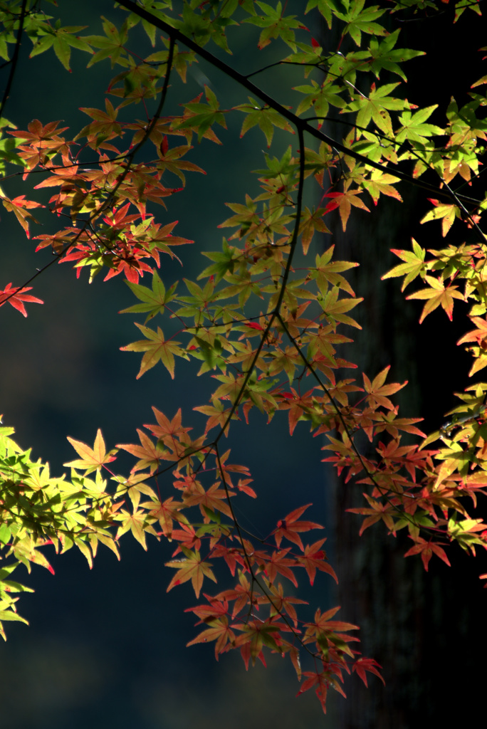 紅葉