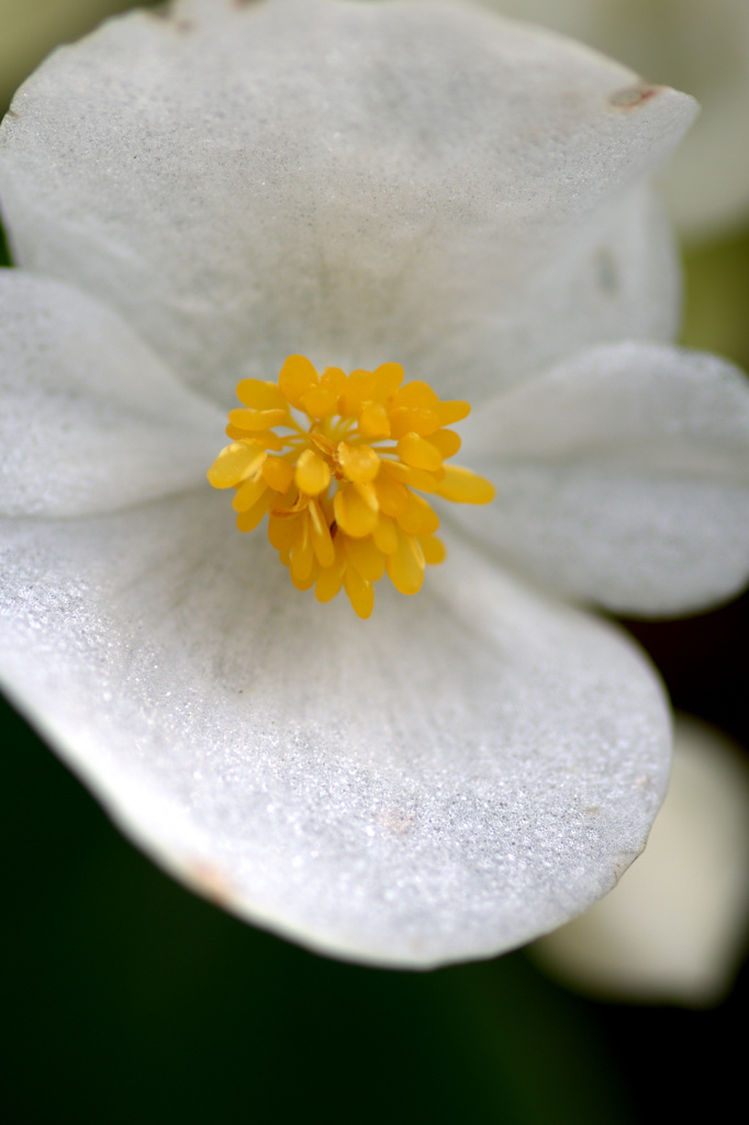 秋の花