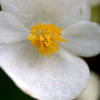 秋の花