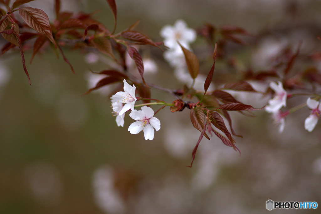 SAKURA