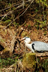 DSC_6781 (2)