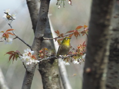 野鳥...メジロ