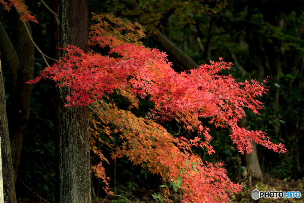 紅葉