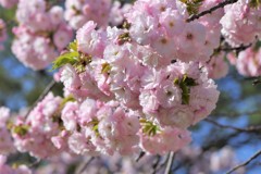 SAKURA2