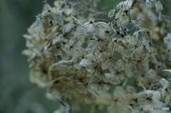 IMGP0471