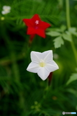 白い花赤い花