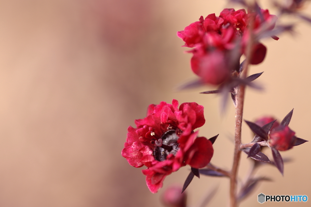 IMGP0388