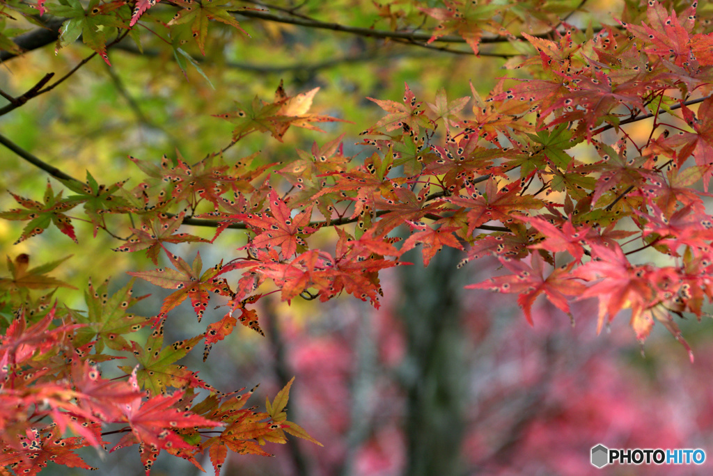 紅葉