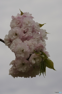 八重桜