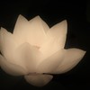 大賀蓮