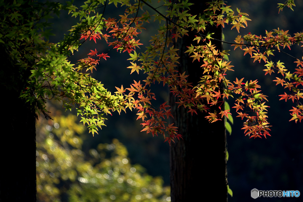 紅葉