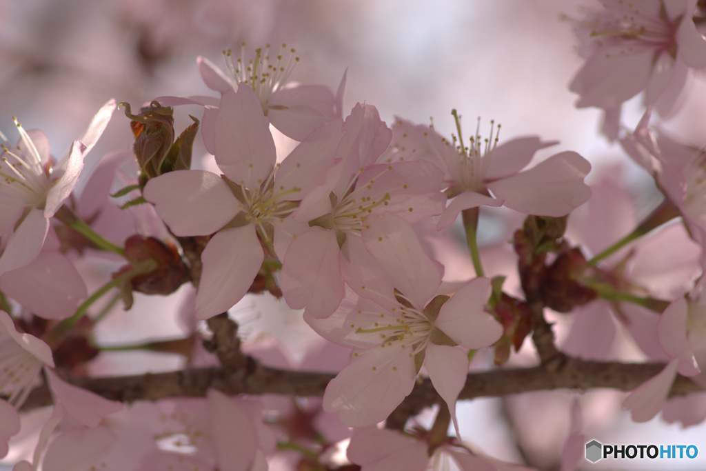 SAKURA