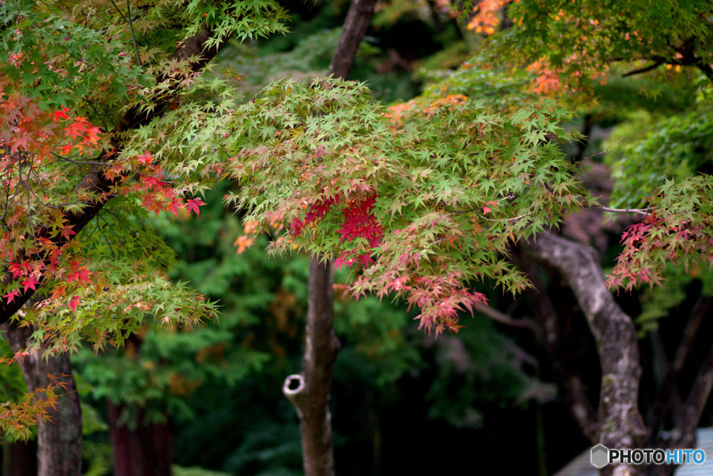 紅葉二日目