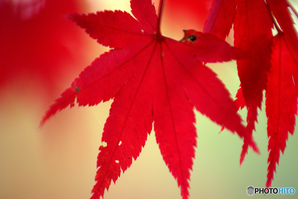紅葉二日目