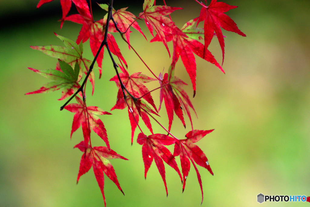 紅葉二日目