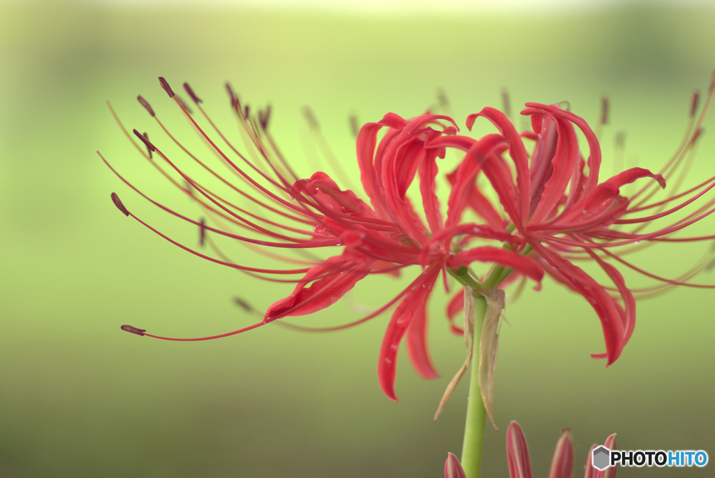 曼珠沙華１