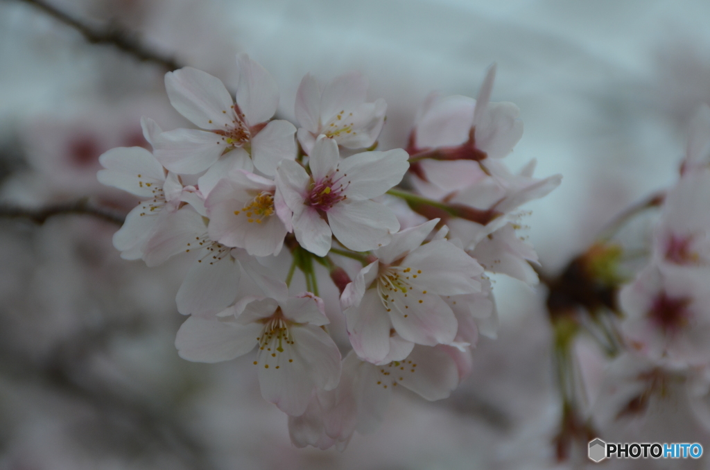 SAKURA