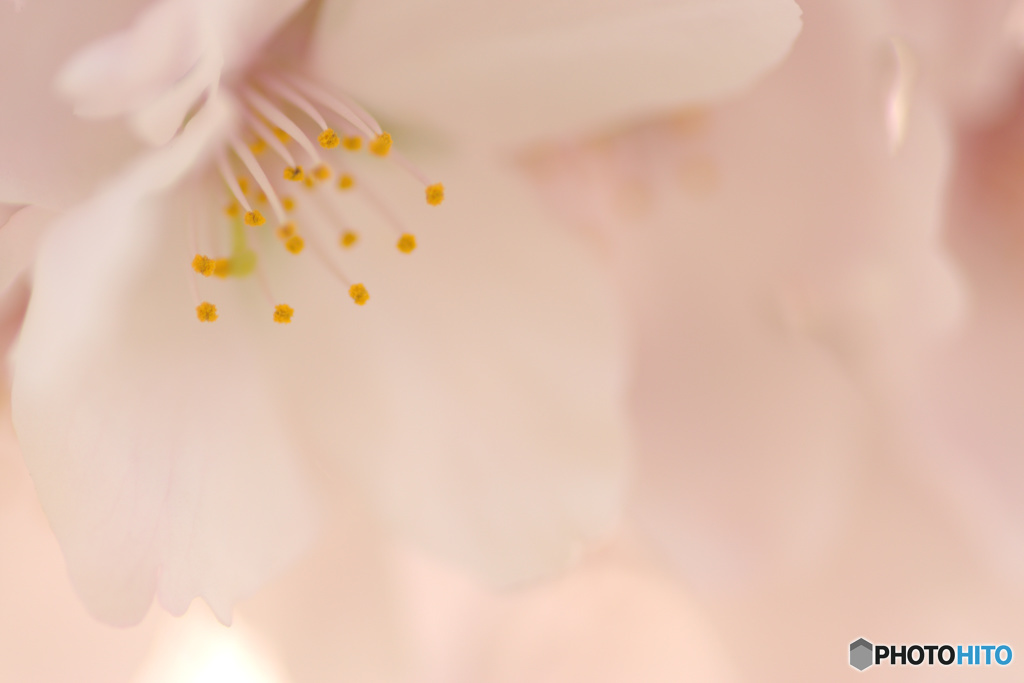 桜色