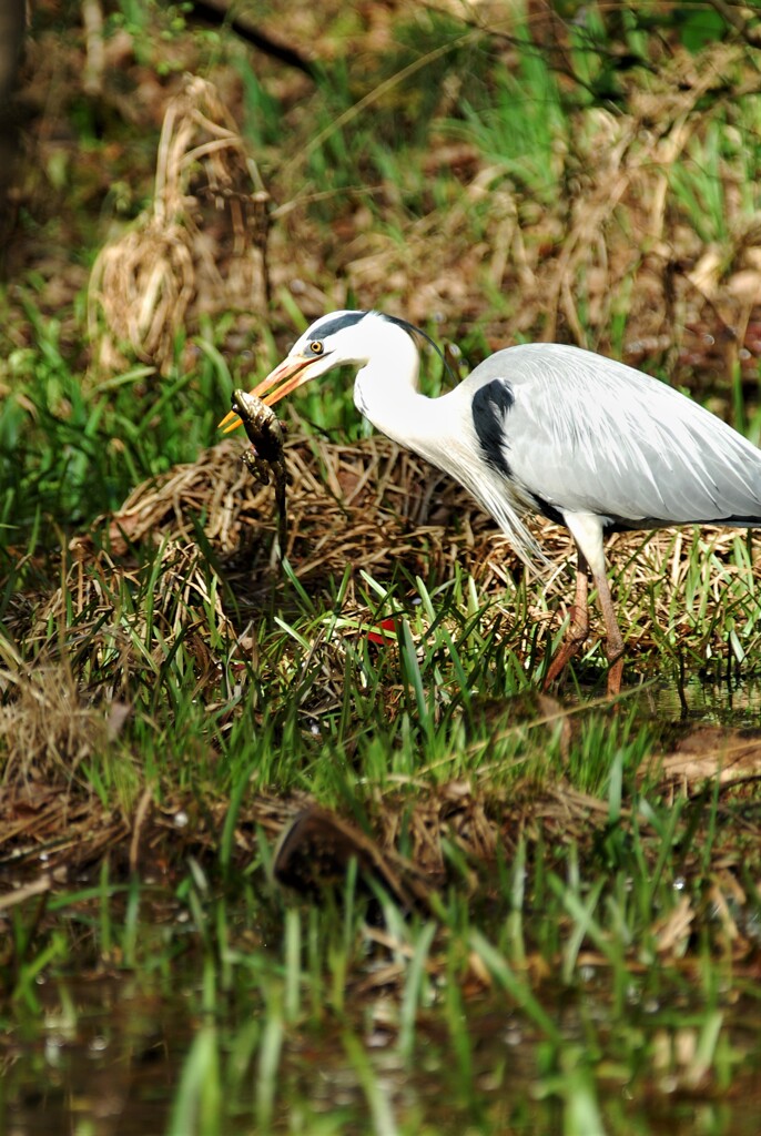 DSC_6794 (2)