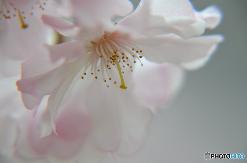 SAKURA