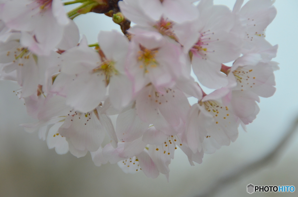 SAKURA