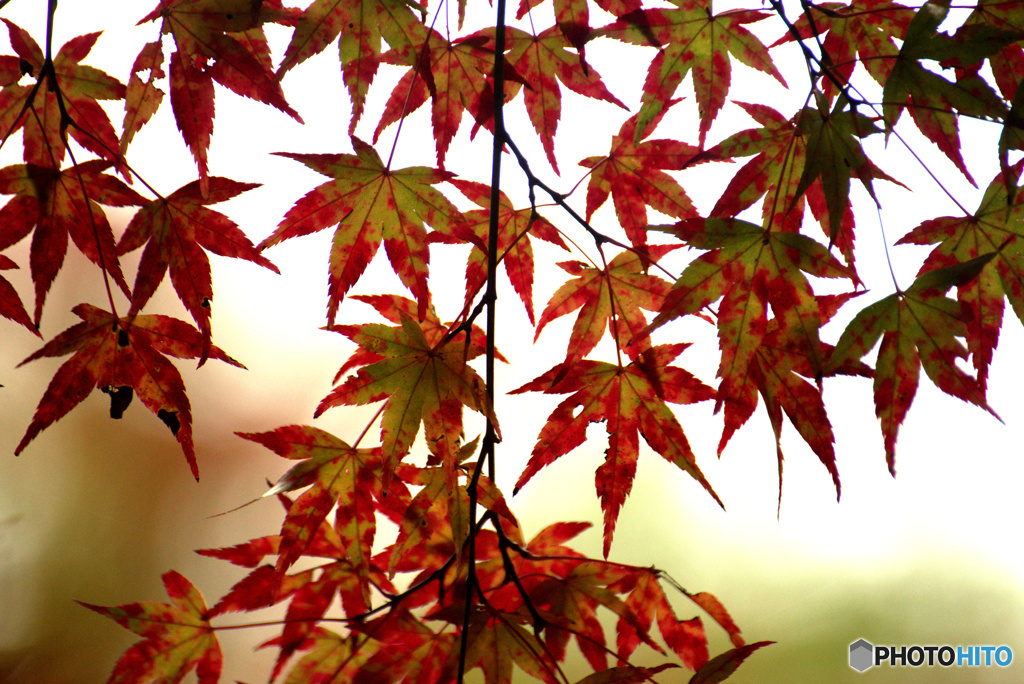 紅葉二日目