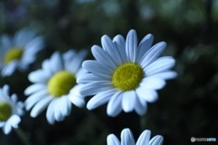 白いお花
