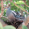 山鳩