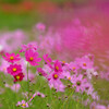 花嵐