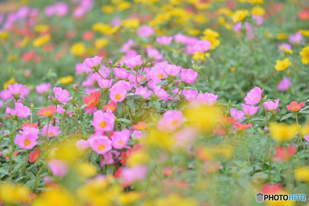 夏の花壇で