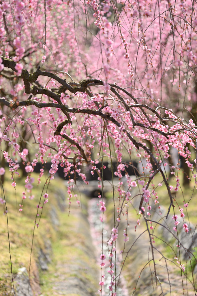 春の園❶